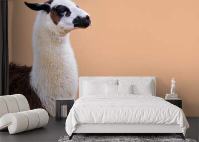 Llama on soft peach background Wall mural