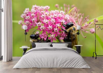 two large bees on pink flower Wall mural