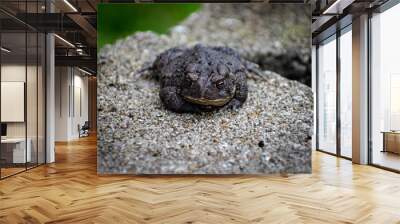 Toad in the Rain Wall mural