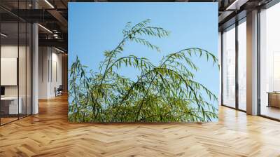 grass and blue sky Wall mural