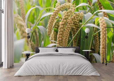 Millet is grown in the fields Wall mural