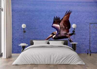 Flying Pelican Beautiful colors Wall mural