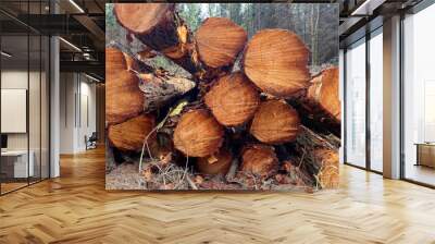 Tree felling in a pine forest Wall mural