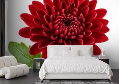 Red chrysanthemum flower isolated on white background Wall mural