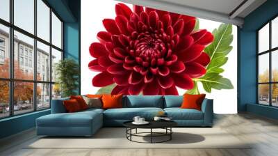 Red chrysanthemum flower isolated on white background Wall mural