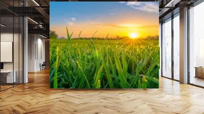 Beautiful green grass in the morning with dew water on the top and sunrise in spring background Wall mural