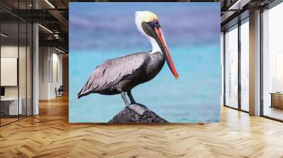 Brown pelican sitting on a rock at Suarez point, Espanola Island, Galapagos National park, Ecuador Wall mural