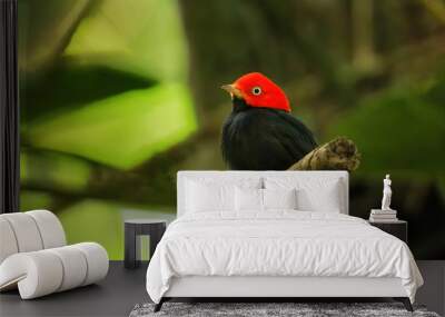 Red-capped manakin (Ceratopipra mentalis) sitting on a branch Wall mural