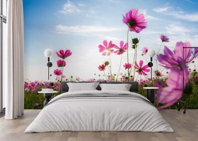 The cosmos flower field Wall mural