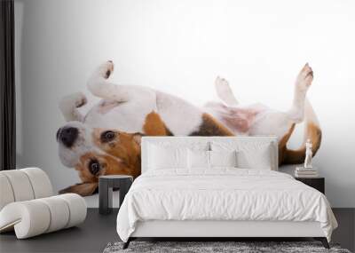 Adult beagle dog lying on back isolated on white background Wall mural