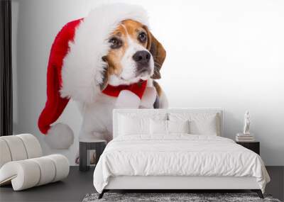 Adult beagle dog with santa hat lying  isolated on white background and looking to the camera Wall mural