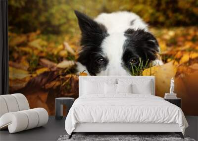 Border collie dog lying in autumn leaves Wall mural