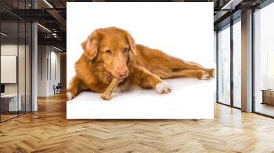 Dog is chewing a bone isolated on white background Wall mural