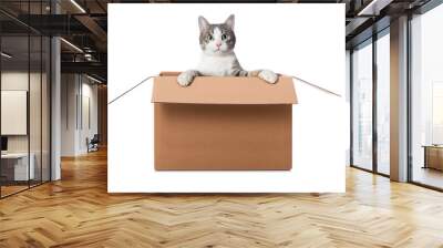 Kitten looks out of a box isolated on white Wall mural