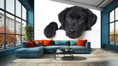 Labrador retriever puppy looking over a wall Wall mural