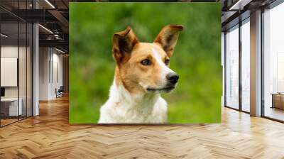 Mixed breed dog in summer landscape Wall mural