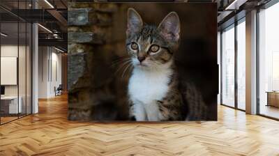 Tabby kitten explores the garden Wall mural