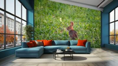 Eastern cottontail rabbit sitting in the grass among wildflowers. Wall mural