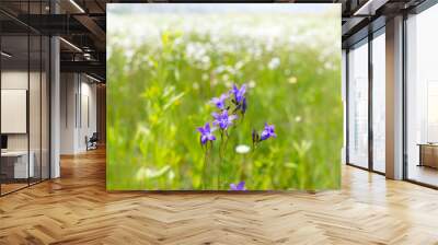 Purple bell wild flowers in a defocused daisy field, defocused flower background with bright sun light Wall mural