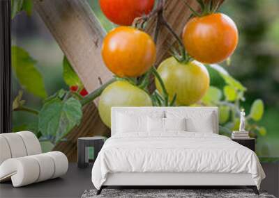 Bunch of red, orange and green cherry tomatoes growing on trellis in a garden Wall mural