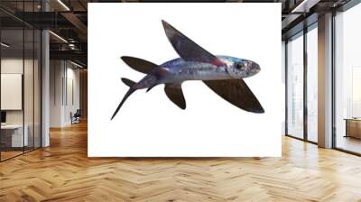 flying fish, set of Exocoetidae isolated on white background Wall mural