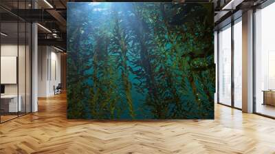 kelp forest, giant algae seaweed Wall mural