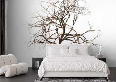 leafless tree with branches, twigs and exposed roots isolated on a white background Wall mural