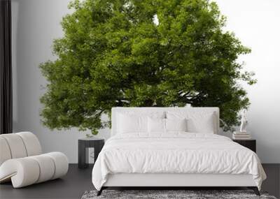 tree with roots, isolated on white background Wall mural