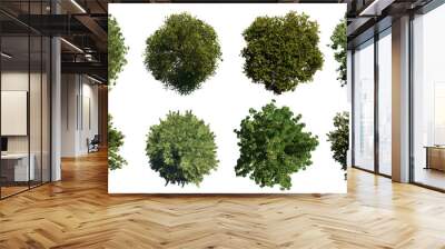 trees from above, collection of lush plants isolated on transparent background  Wall mural