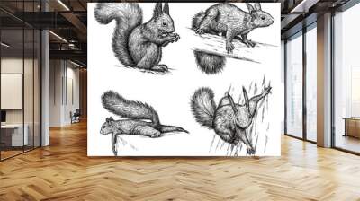 engrave squirrel illustration Wall mural