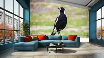 An Australian magpie perched on a wood log. Wall mural