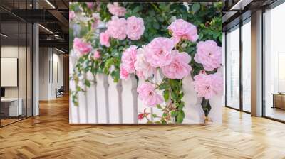 Close up of fresh pink rose growing over white wooden garden fence. Wall mural