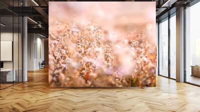 beautiful gras flower field with sunset light background  Wall mural