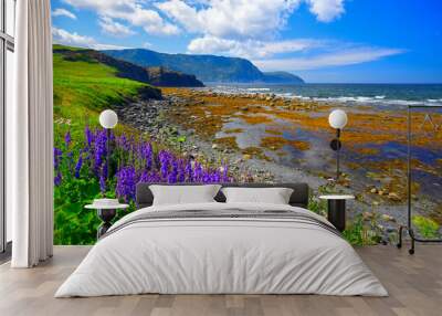 Purple harebell (Campanula sp.) flower patch above the tidal flats at low tide on a sunny August morning, Rocky Harbour, Newfoundland and Labrador, Canada, Wall mural