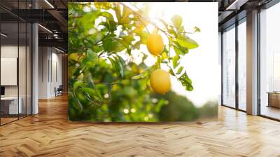 Lemon. Ripe Lemons hanging on tree. Growing Lemon Wall mural