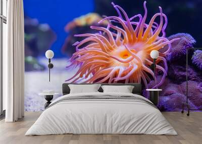 Sea anemone in aquarium tank displaying vibrant purple and orange colors. with copy space image. Place for adding text or design Wall mural