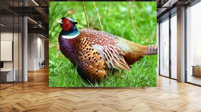 A beautifu male pheasant Wall mural