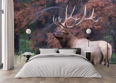 A large bull elk in the forest Wall mural