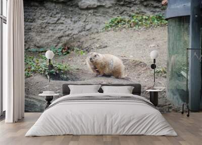 Marmotta Wall mural