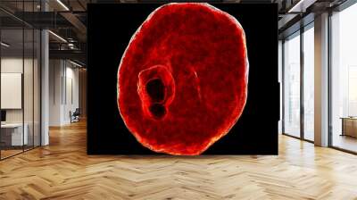 The malaria-infected red blood cell Wall mural