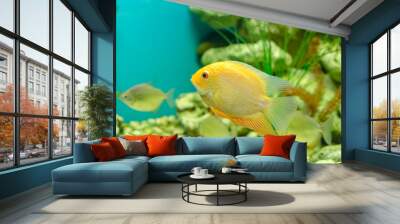 Tropical aquarium fish Gold Severum Cichlid on a water plants background Wall mural