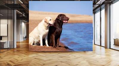 two labrador retriever dog Wall mural