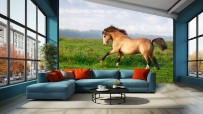 welsh pony Wall mural