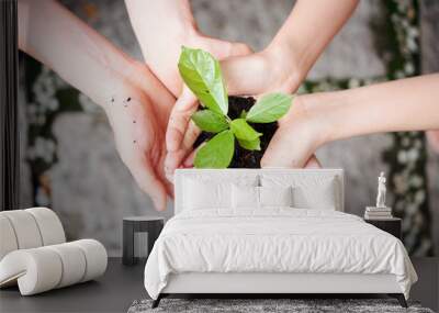 Close-up of two people holding green plant with soil in their hands they care of environment Wall mural