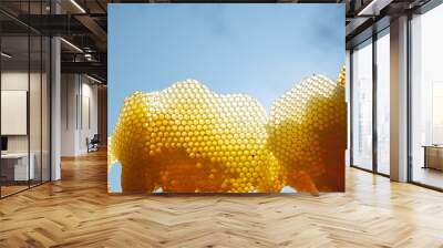 A several fragments of honeycomb in bright sunlight for clear sky background. Horizontal outside shot. Wall mural