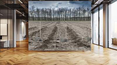 A big empty terrain prepared for planting trees. Great for the environment, a new forest is born. Wall mural