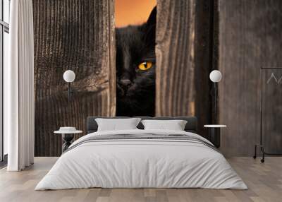 Black cat looking through a wooden fence with vivid orange eye color. Concept cat pet photography. Wall mural