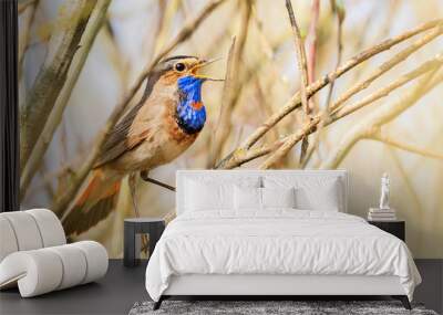 Bluethroat singing among the bushes of spring willow Wall mural