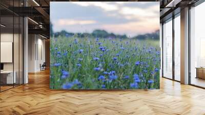 cornflower field in spring at sunset Wall mural