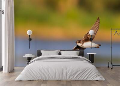 sand martin flies over the autumn lake Wall mural